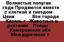 Волнистые попугаи, 2 года.Продаются вместе с клеткой и гнездом. › Цена ­ 2 800 - Все города, Казань г. Животные и растения » Птицы   . Кемеровская обл.,Междуреченск г.